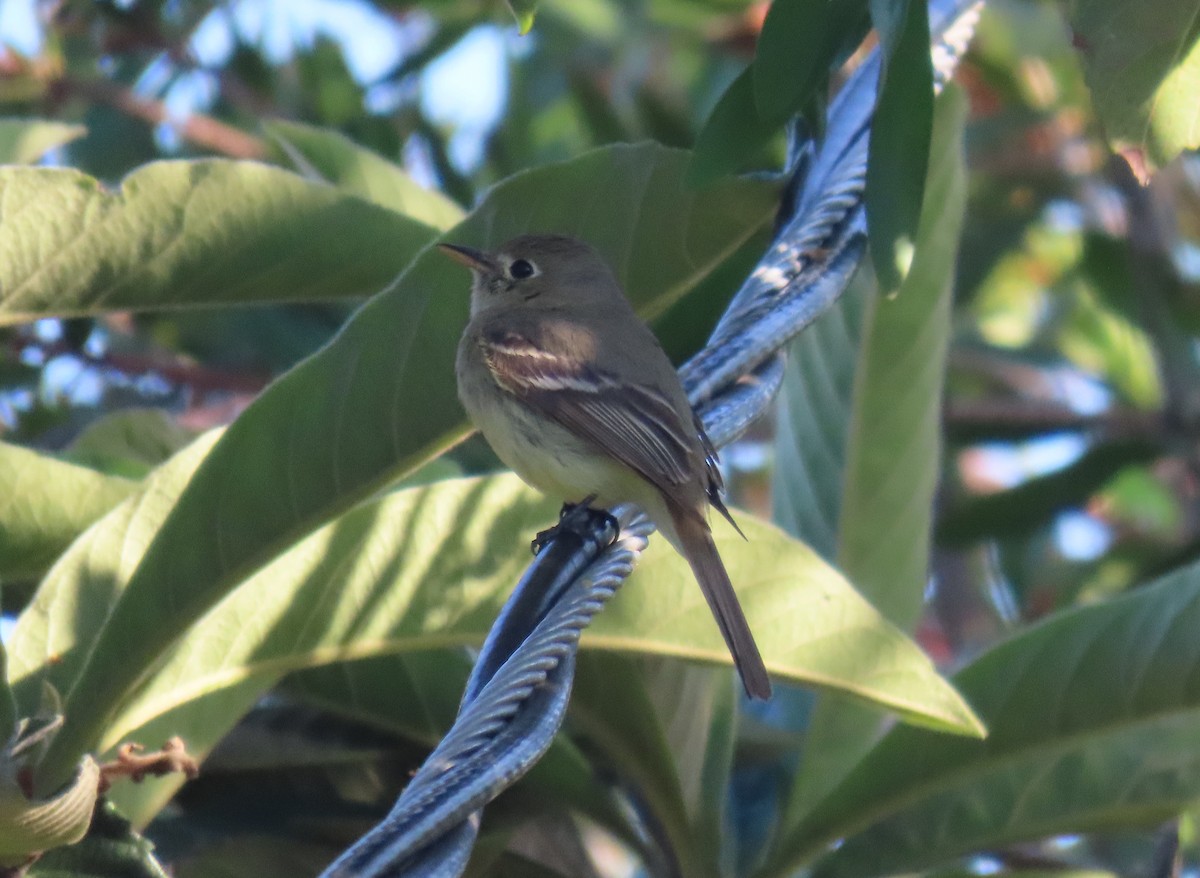 Western Flycatcher (Pacific-slope) - Kevin Burns