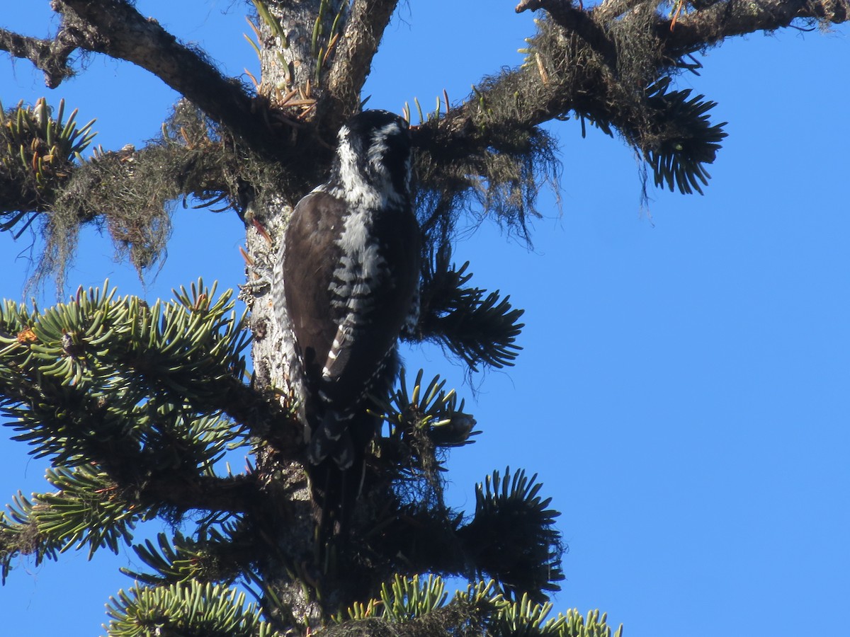 American Three-toed Woodpecker - Michael Barry