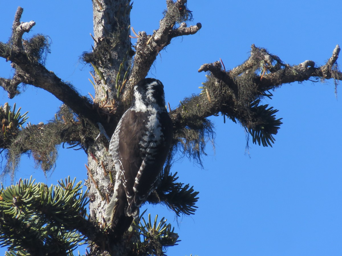 American Three-toed Woodpecker - Michael Barry