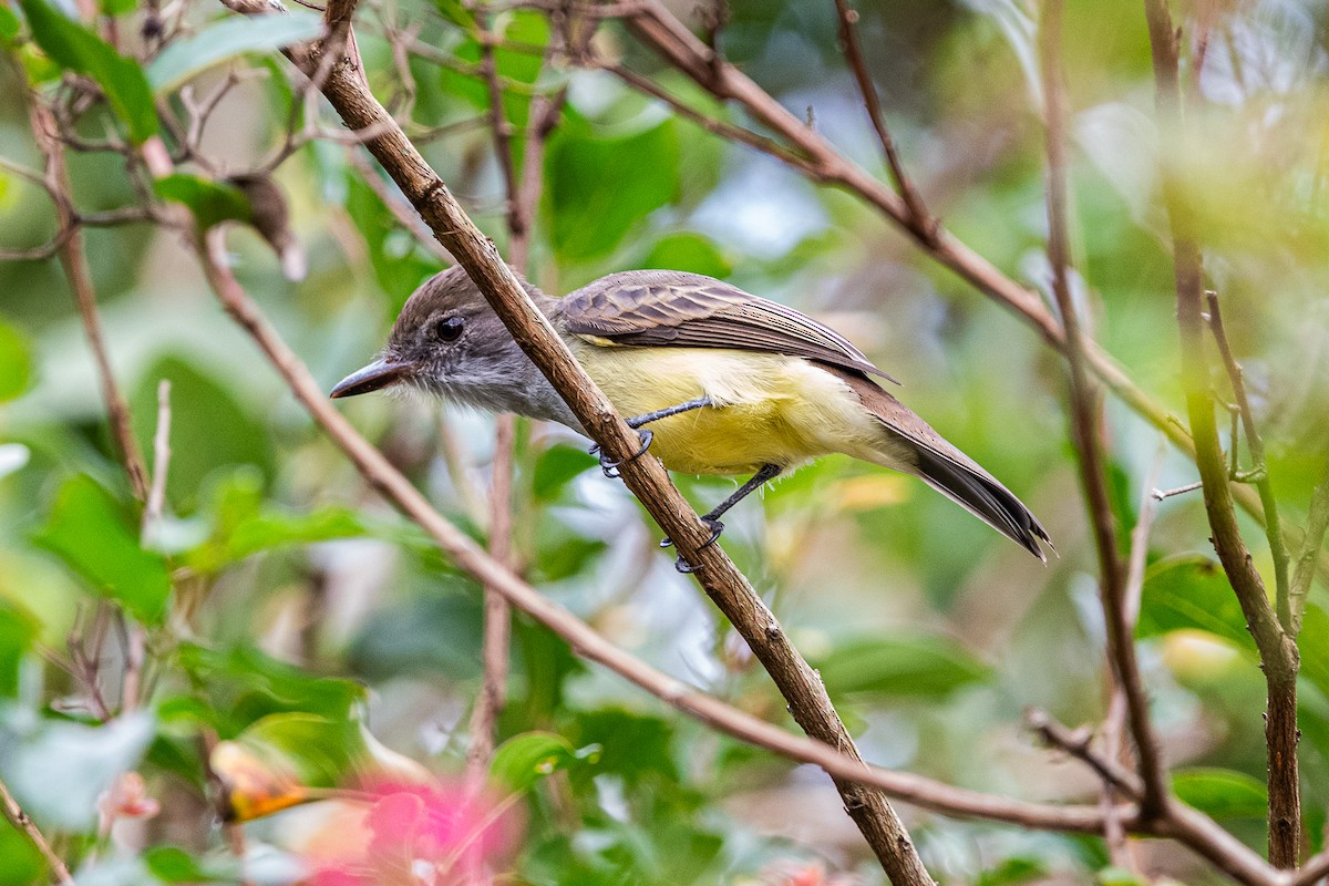 Short-crested Flycatcher - Christian Williams