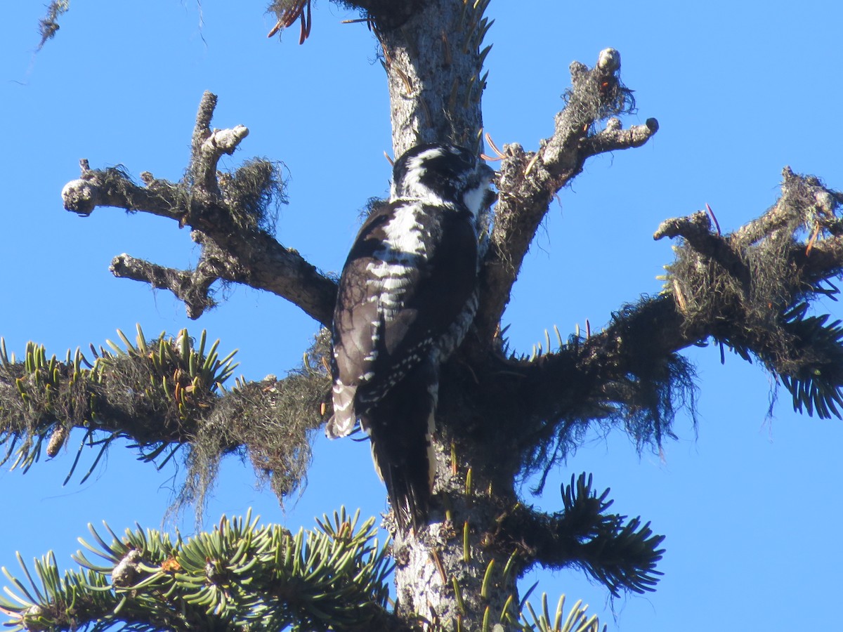 American Three-toed Woodpecker - Michael Barry