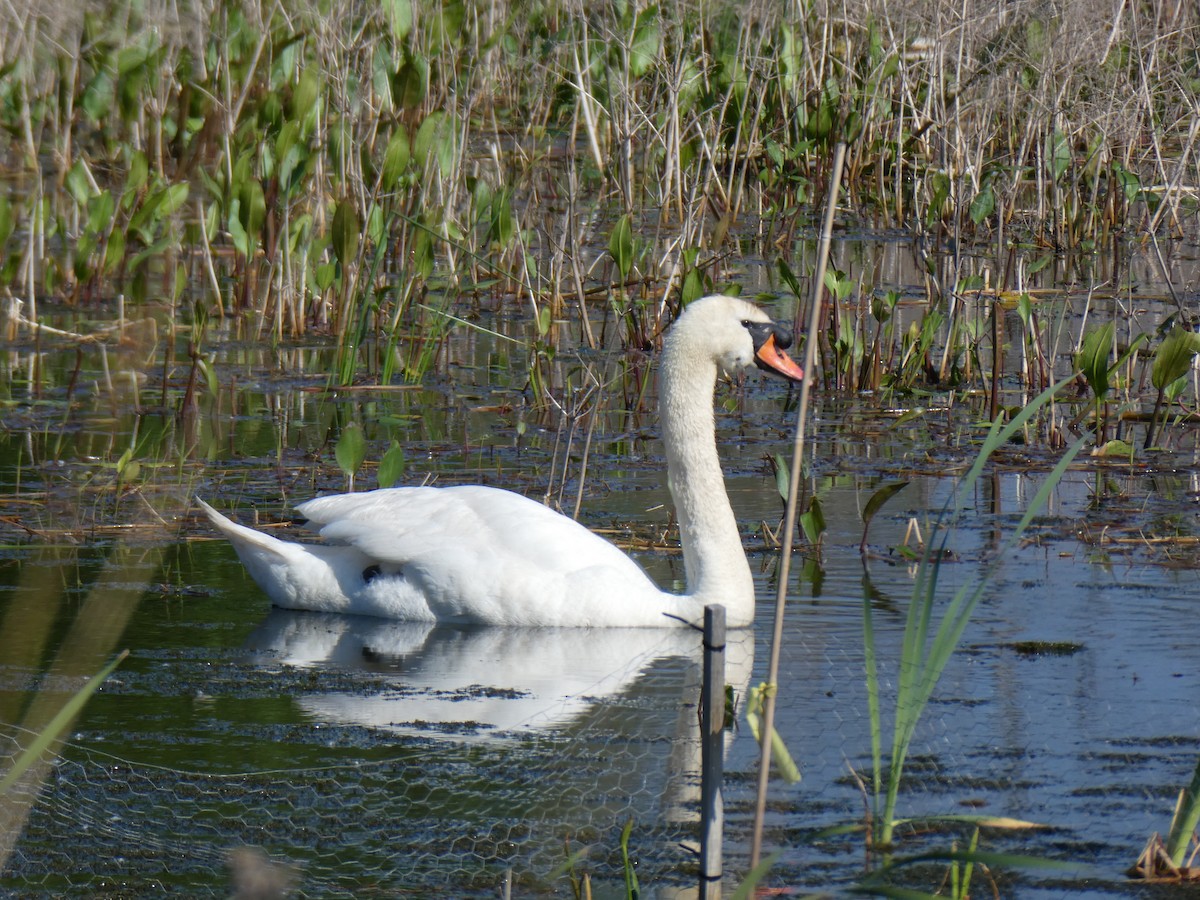 Mute Swan - ML619107698