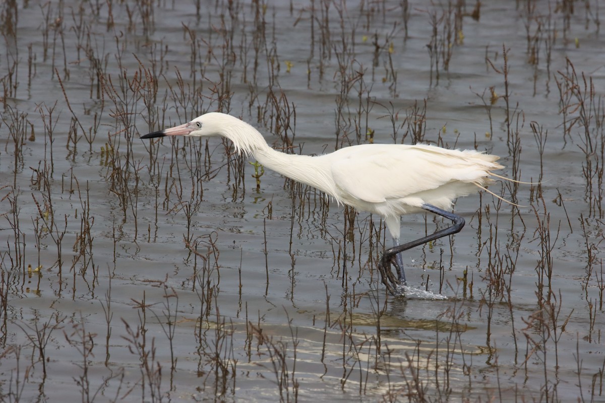 Reddish Egret - ML619107702