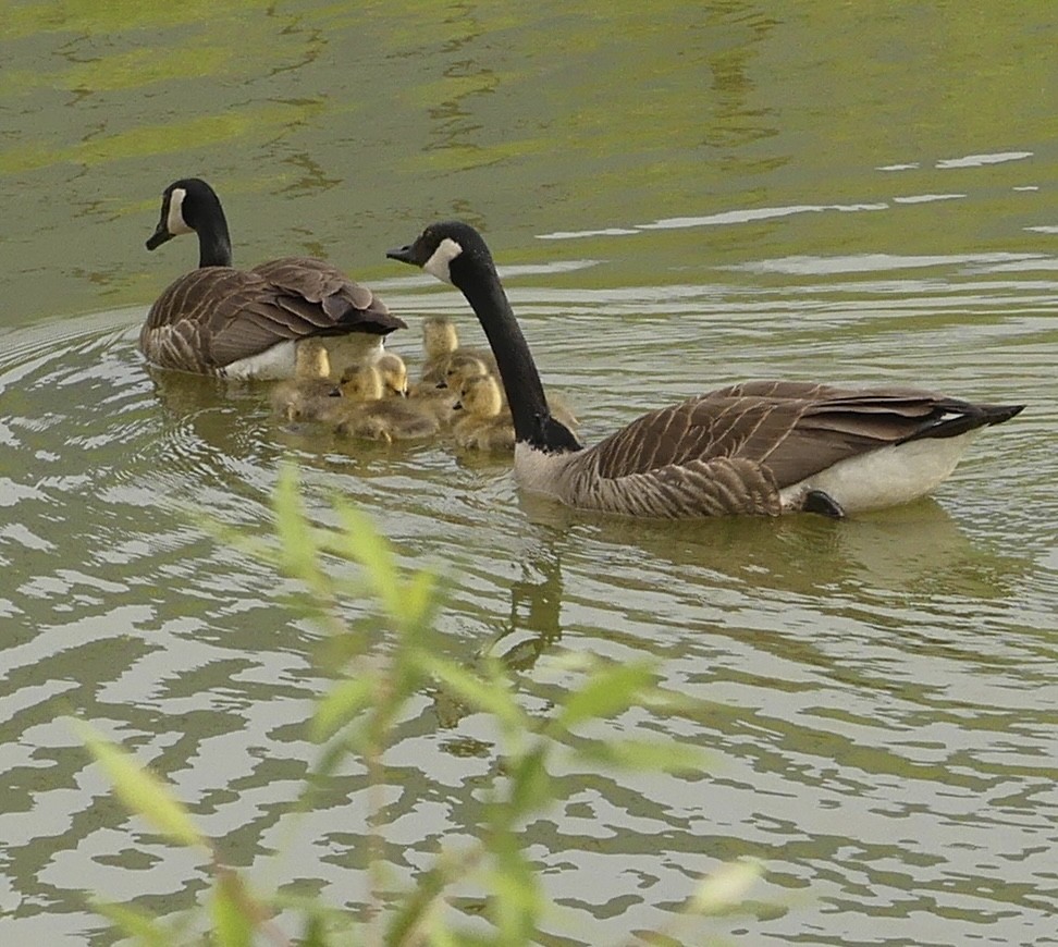 Canada Goose - ML619107707