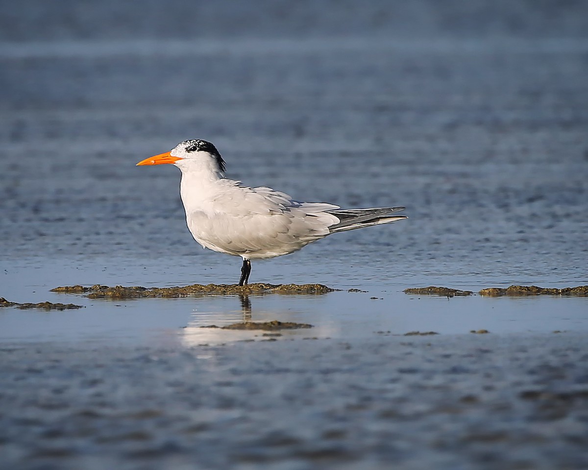 Royal Tern - ML61910771