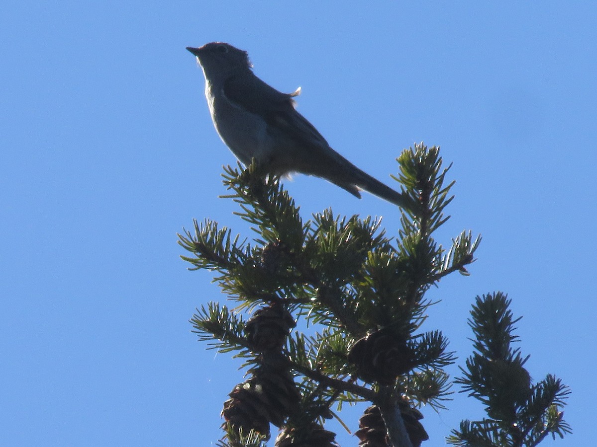 Townsend's Solitaire - Michael Barry