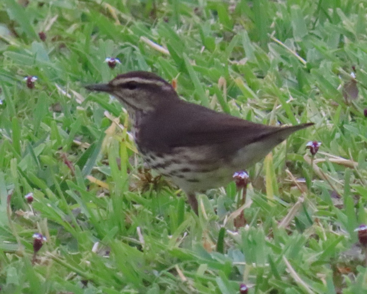 Northern Waterthrush - Laurie Witkin