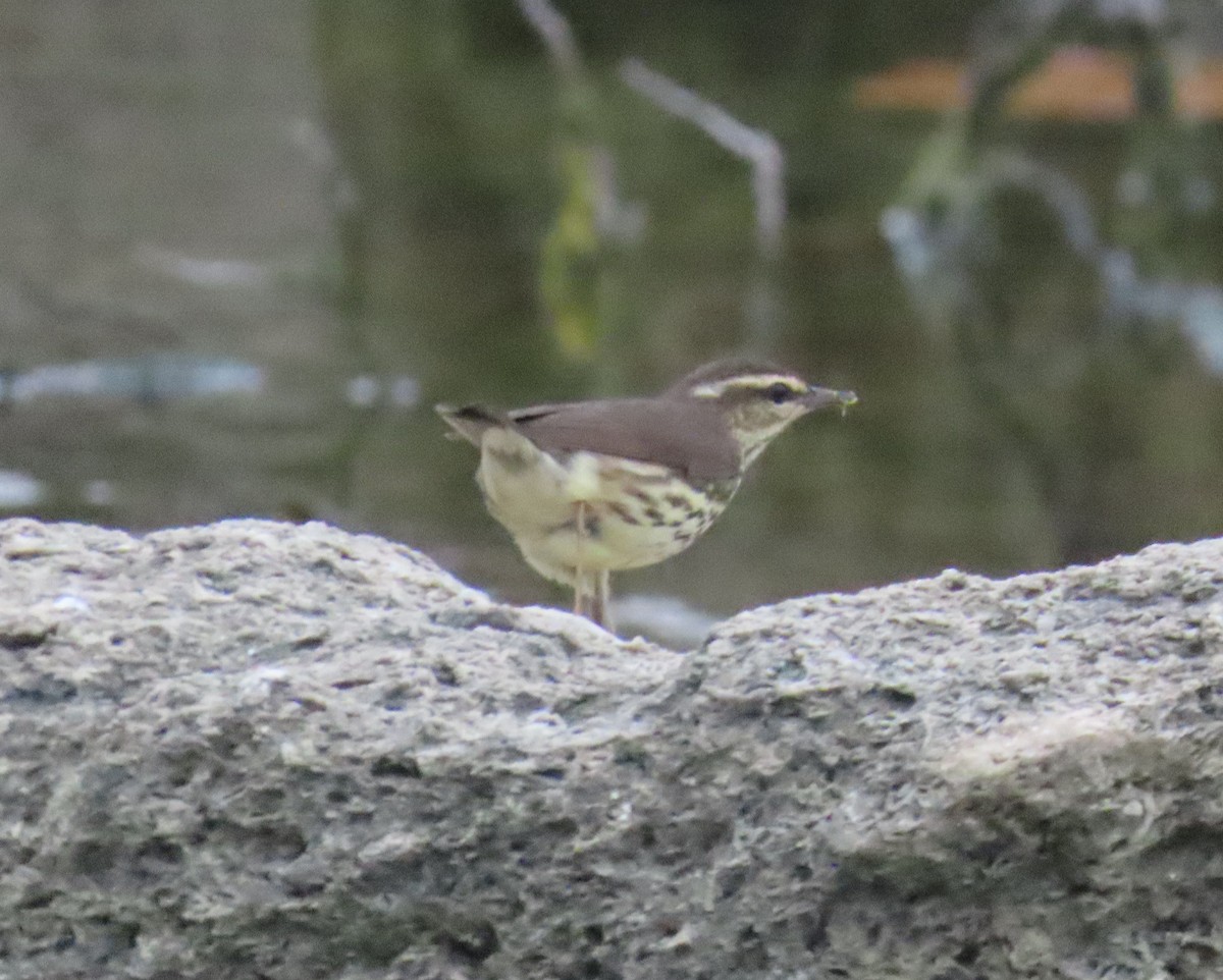 Northern Waterthrush - Laurie Witkin