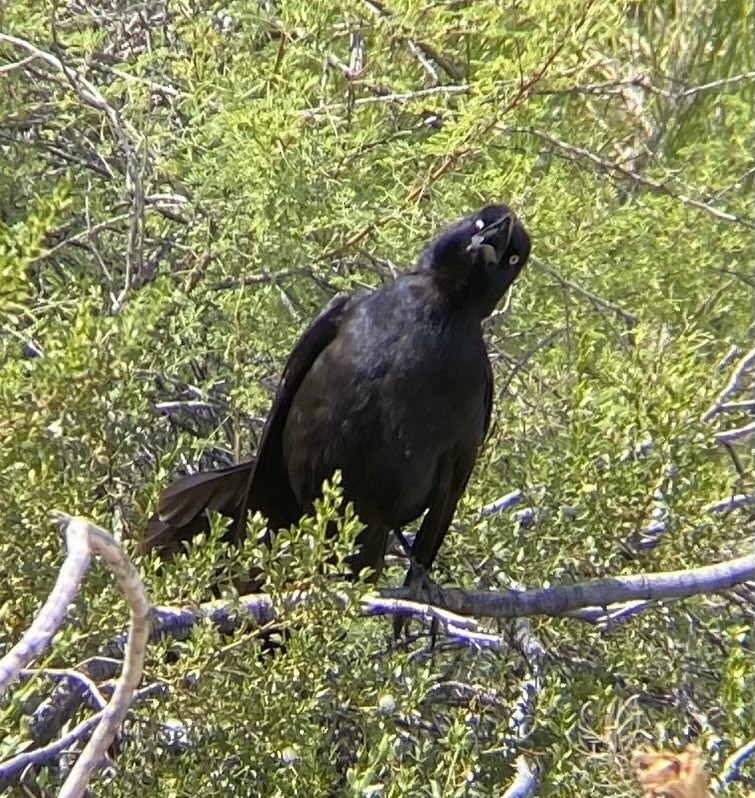 Great-tailed Grackle - ML619107730