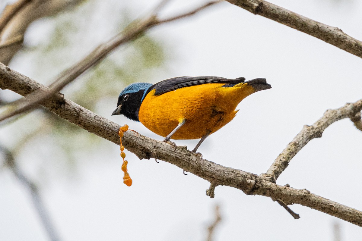 Golden-rumped Euphonia - Christian Williams