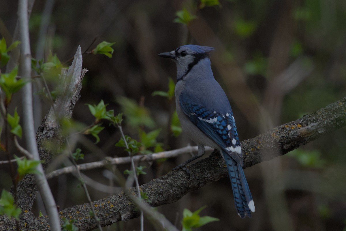 Blue Jay - Carson Kearns