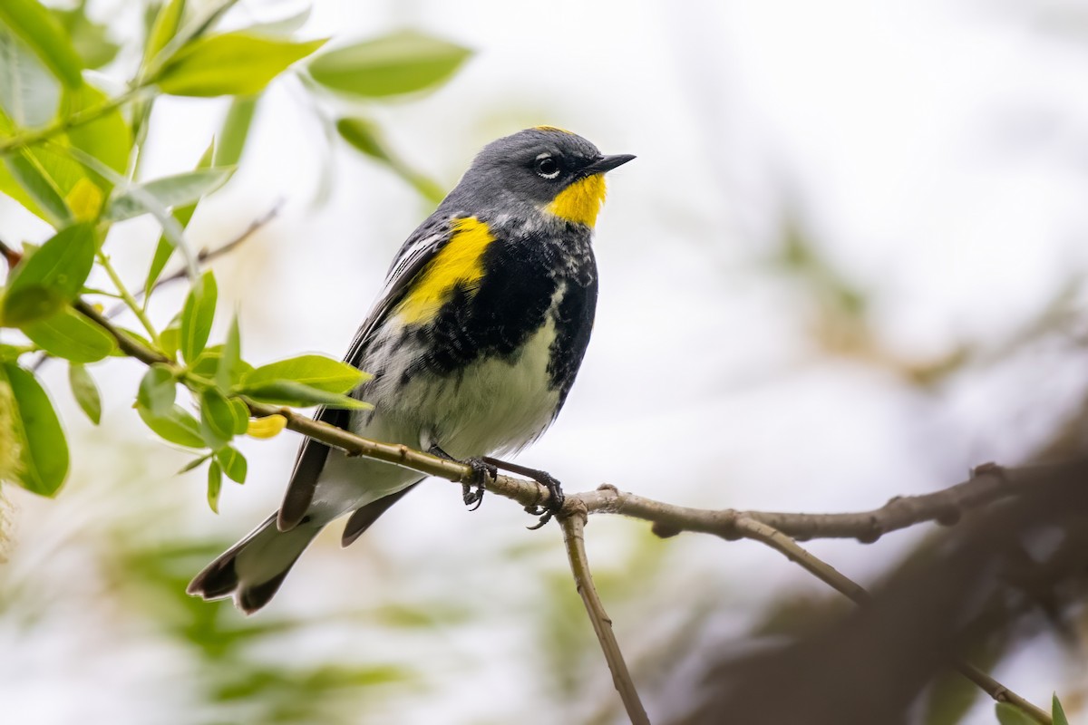 Yellow-rumped Warbler (Audubon's) - Dominic More O’Ferrall