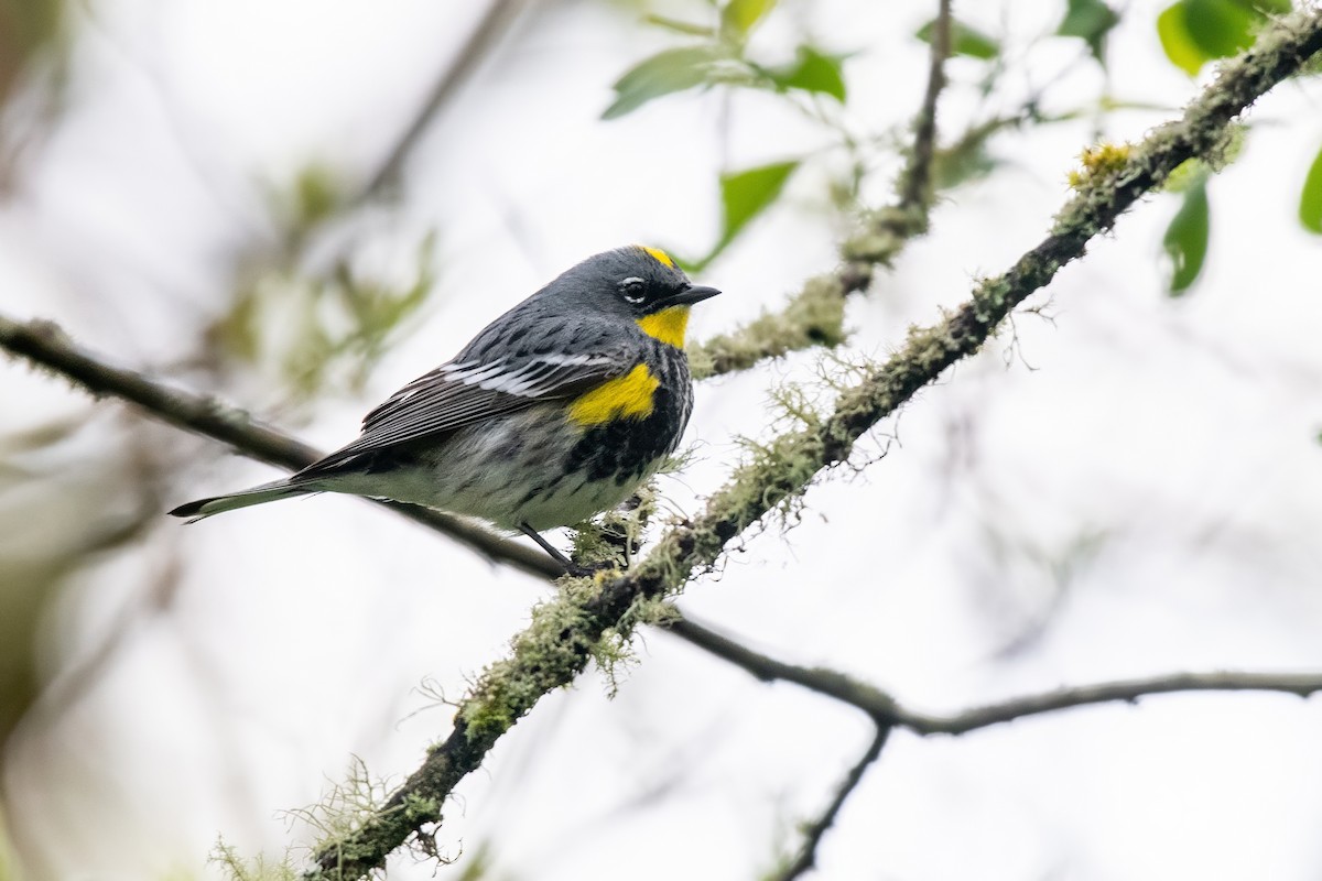 Yellow-rumped Warbler (Audubon's) - Dominic More O’Ferrall