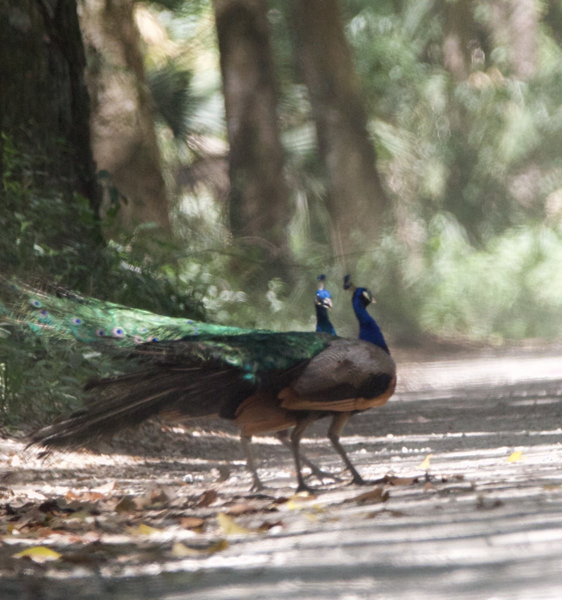 Indian Peafowl - Jessica D