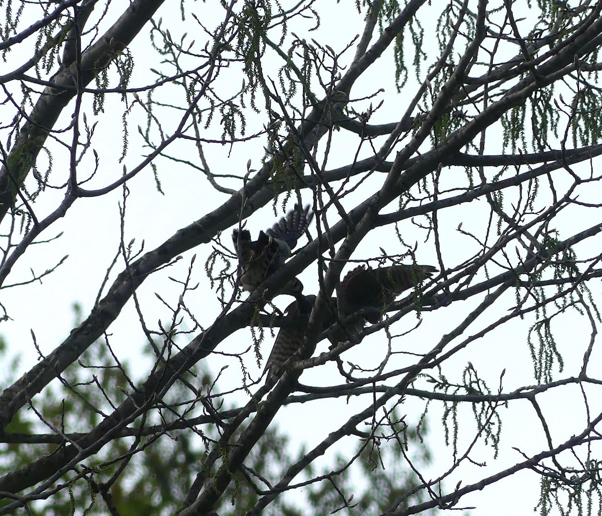 American Kestrel - claudine lafrance cohl