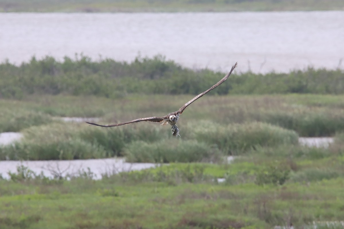 Osprey - Tim Junker