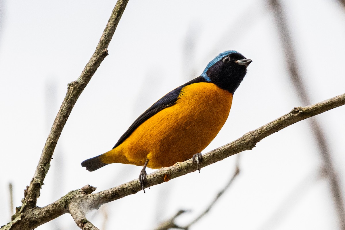 Golden-rumped Euphonia - Christian Williams