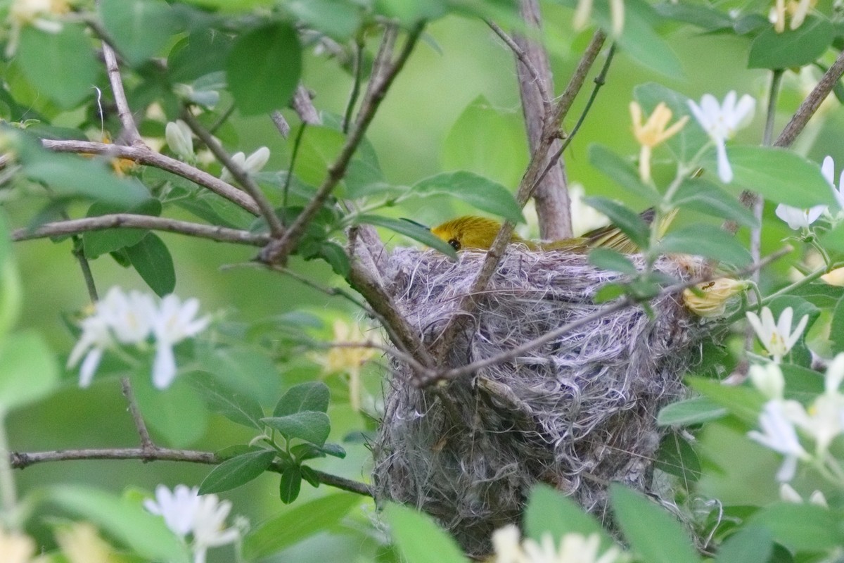 Yellow Warbler - Shawn Miller