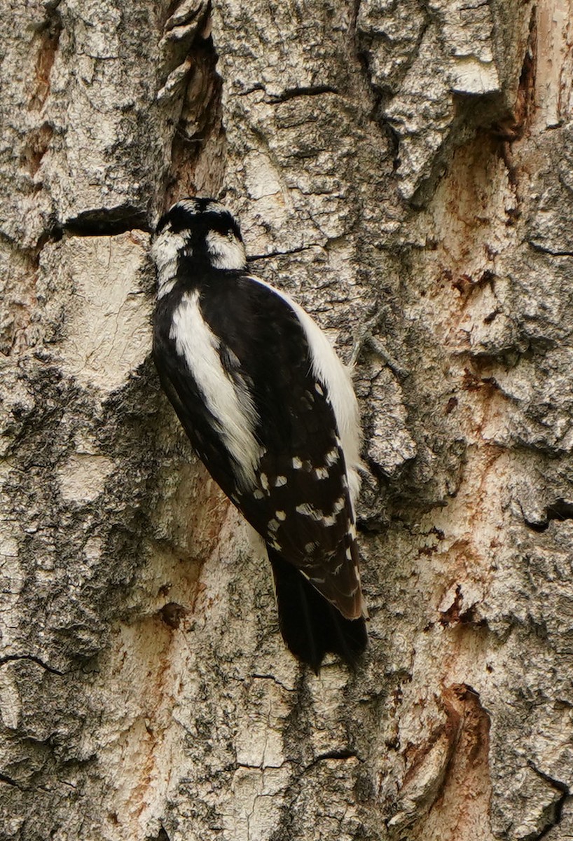 Downy Woodpecker (Rocky Mts.) - Cathy Sheeter