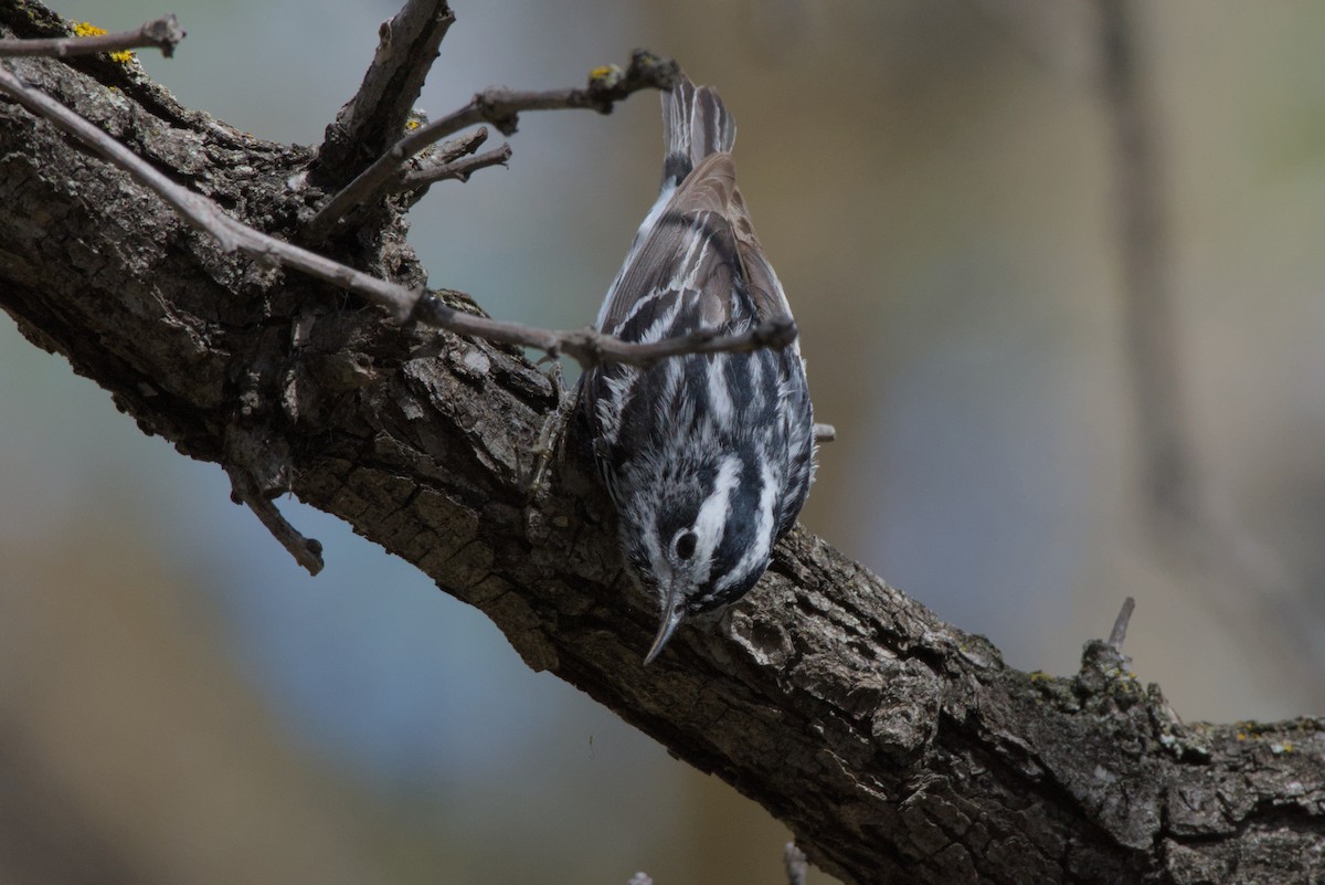 Black-and-white Warbler - Carson Kearns