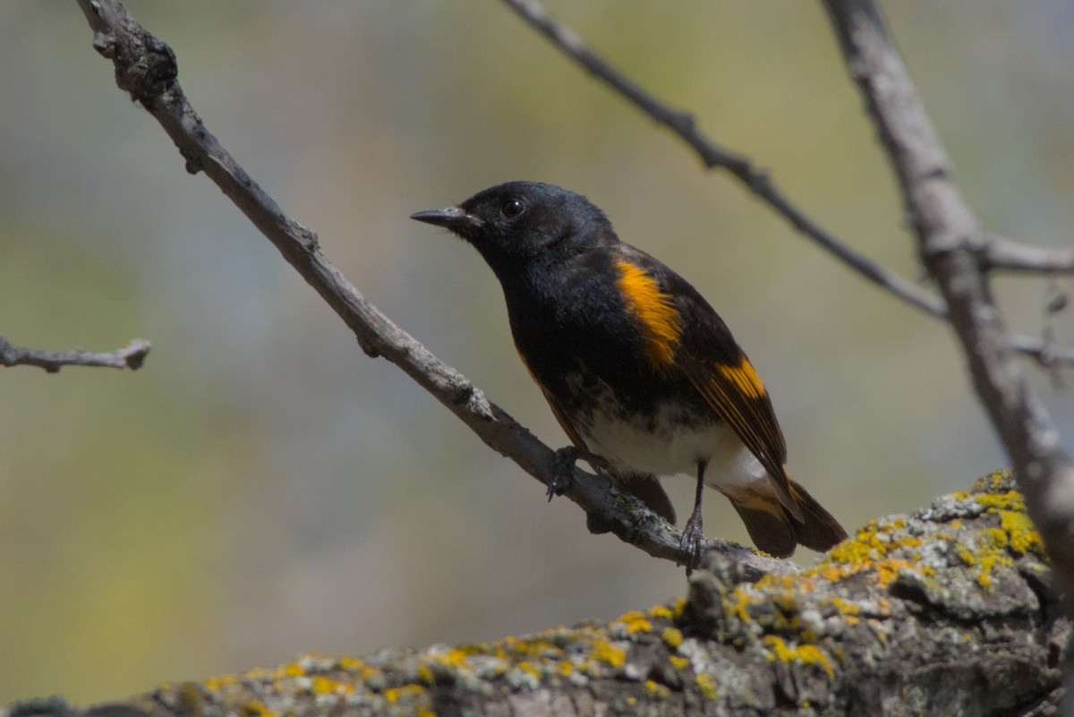 American Redstart - Carson Kearns