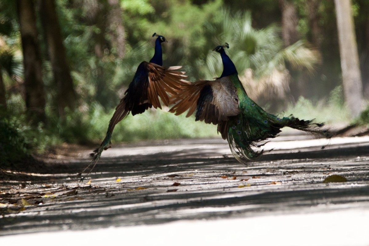 Indian Peafowl - Jessica D