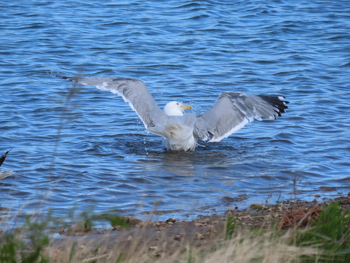 American Herring Gull - Christopher Tomera