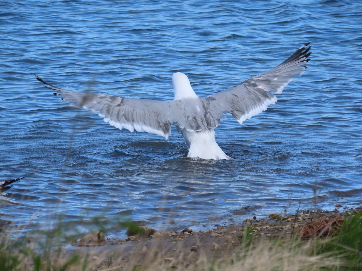 American Herring Gull - Christopher Tomera