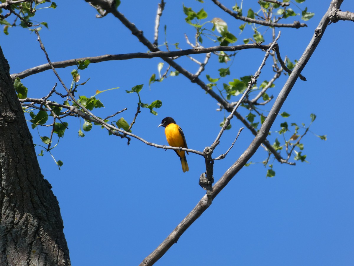 Oriole de Baltimore - ML619107799