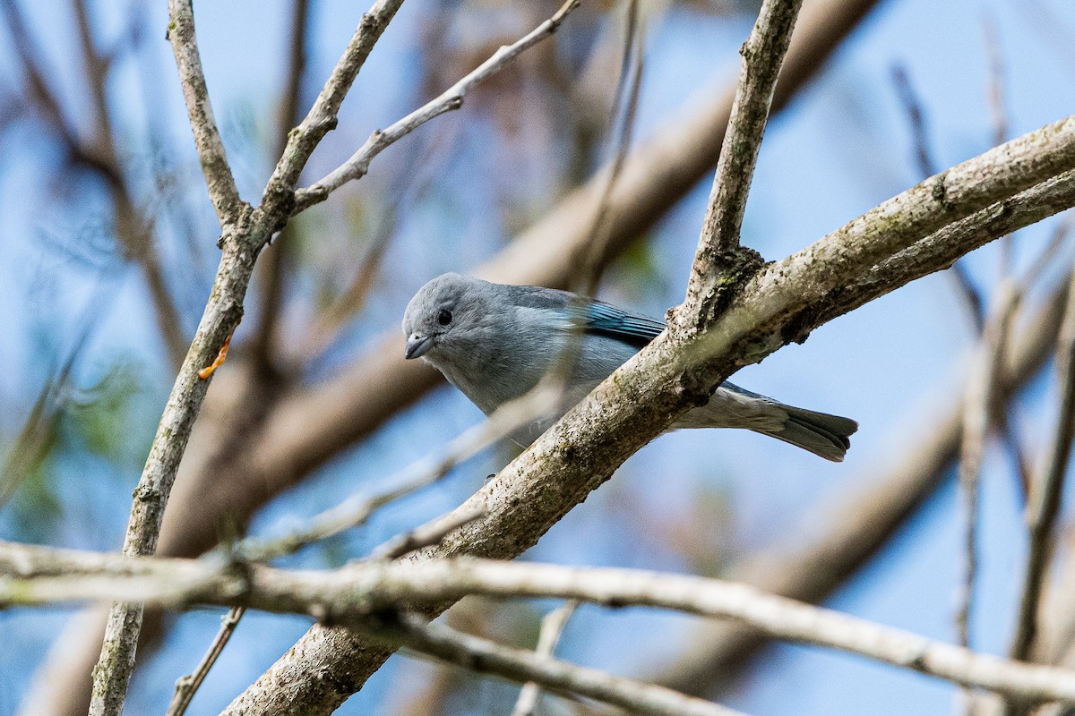 Sayaca Tanager - ML619107829