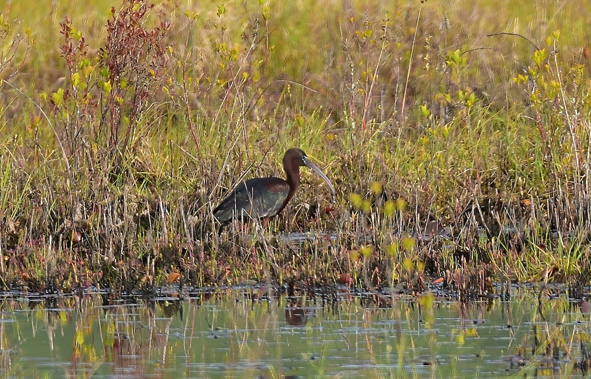 Glossy Ibis - Peter Briggs