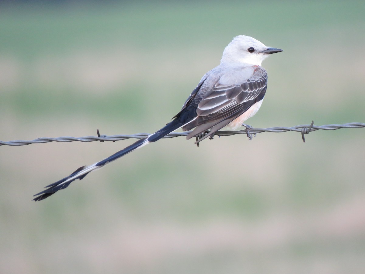 Scissor-tailed Flycatcher - Lisa Hoffman