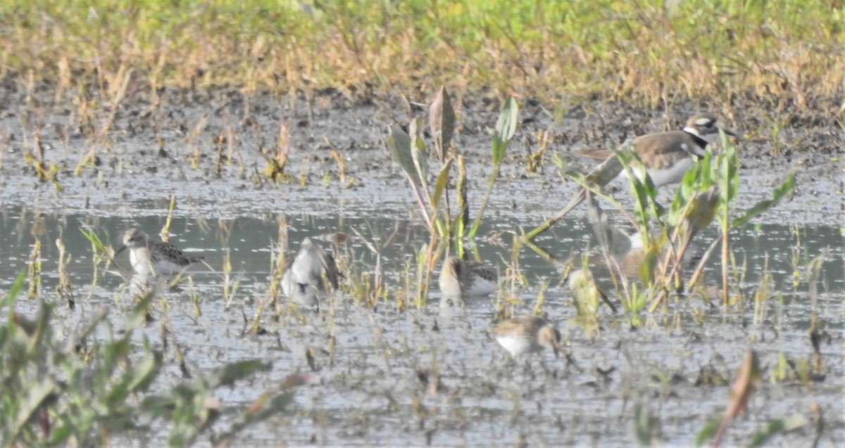 Least Sandpiper - Bryan McIntosh