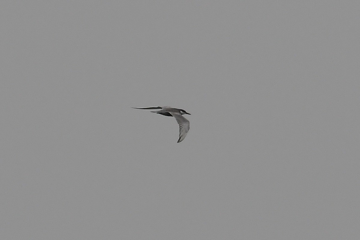 Whiskered Tern - Bill Asteriades