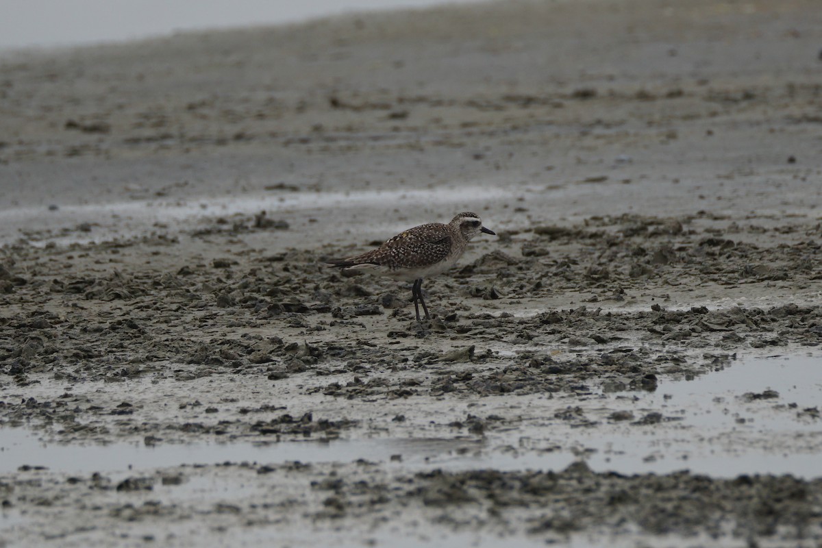 American Golden-Plover - Chase Wilson