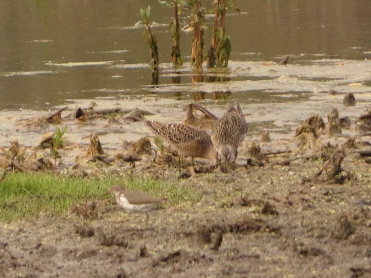 Spotted Sandpiper - Jeff DeRuyter