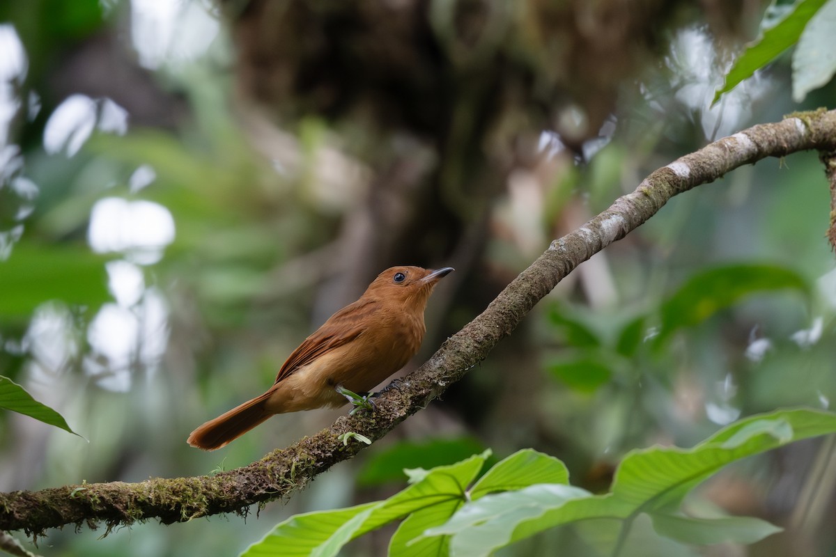 Rufous Mourner - Steve Heinl