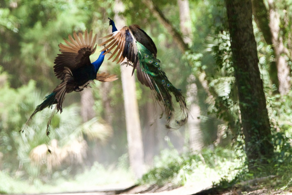 Indian Peafowl - Jessica D