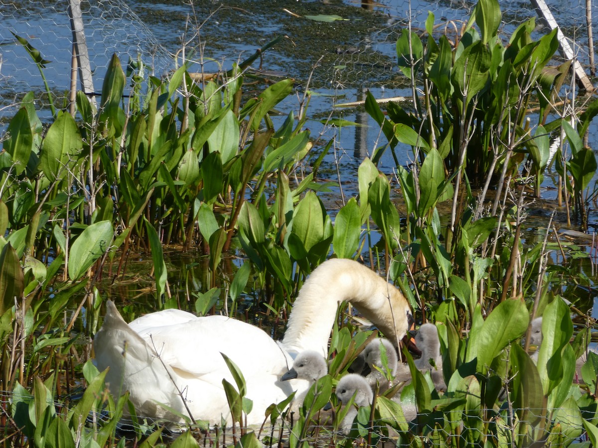 Cygne tuberculé - ML619107918