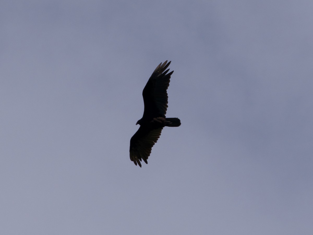 Turkey Vulture - ML619107920