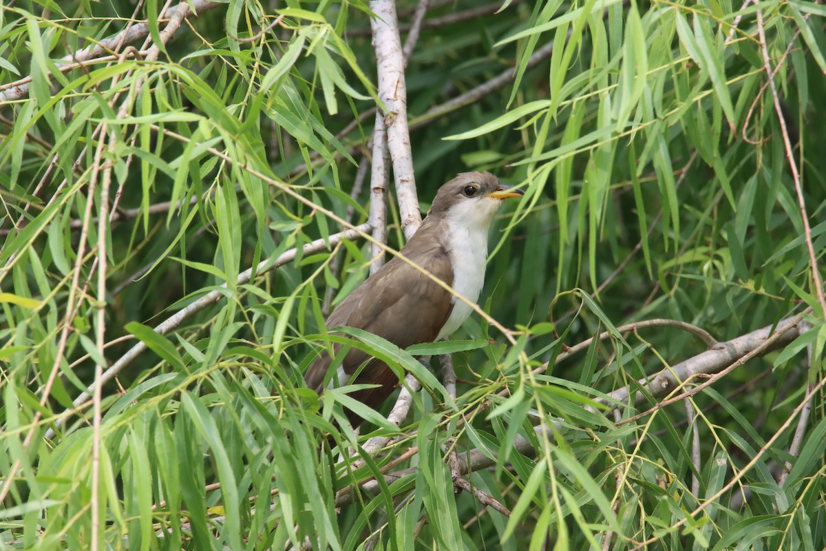 Yellow-billed Cuckoo - Tim Junker