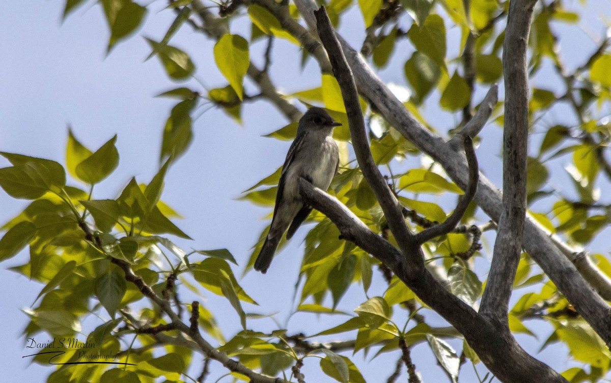 Western Wood-Pewee - Daniel Martin