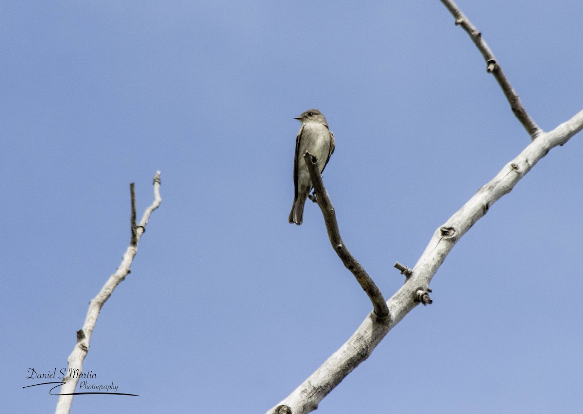 Western Wood-Pewee - Daniel Martin