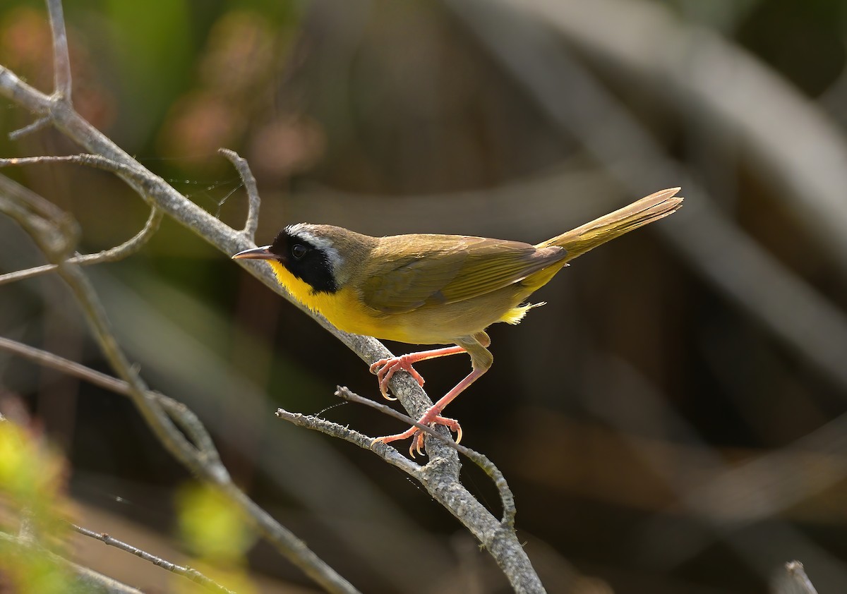 Common Yellowthroat - ML619107940