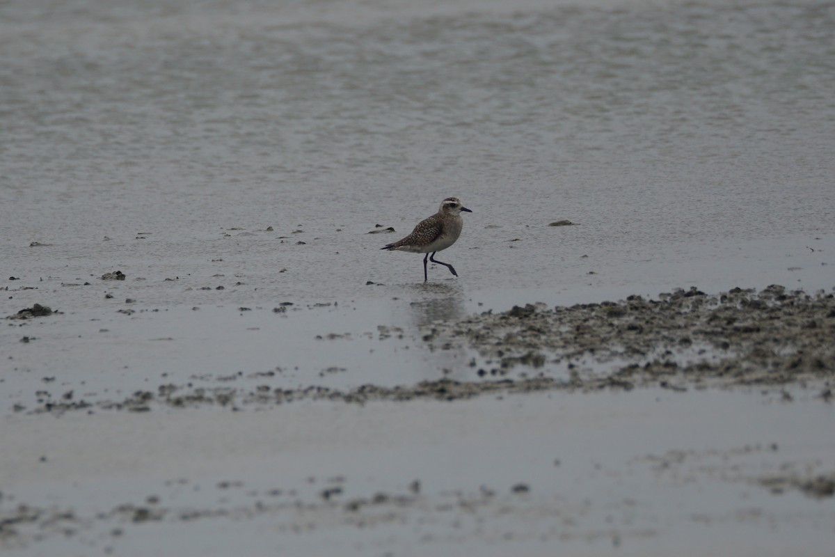 American Golden-Plover - Chase Wilson