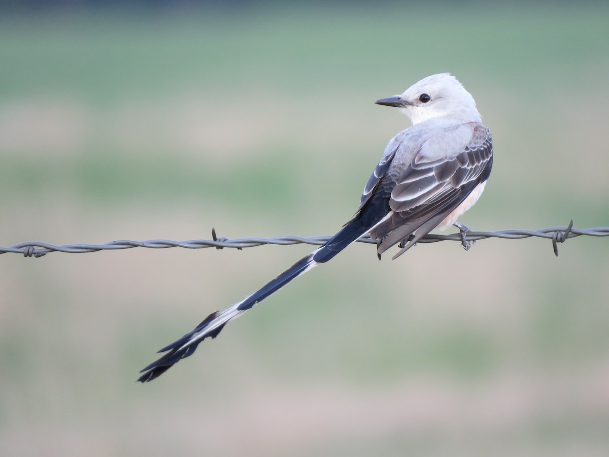 Scissor-tailed Flycatcher - Lisa Hoffman