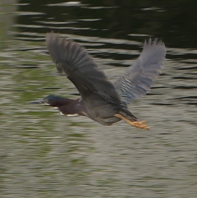 Green Heron - ML619107953