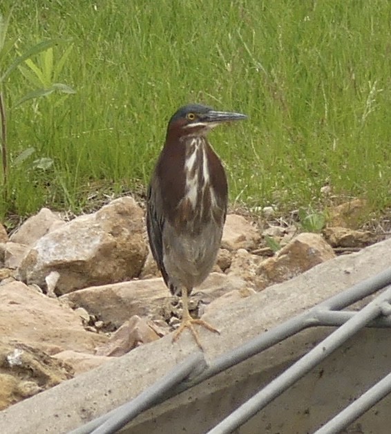 Green Heron - ML619107954