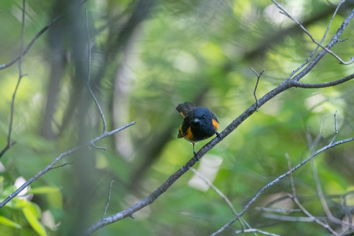 American Redstart - Tom Crowe