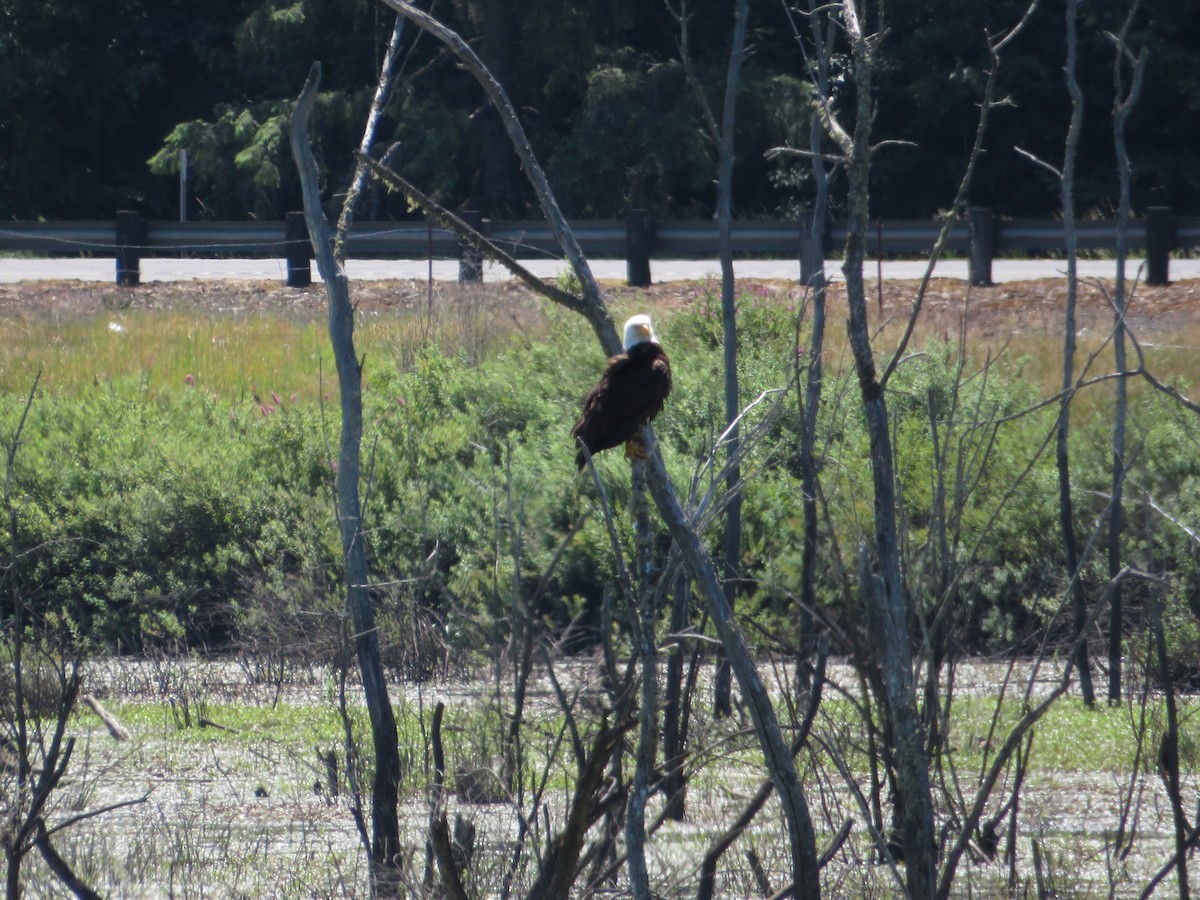 Bald Eagle - ML619107967